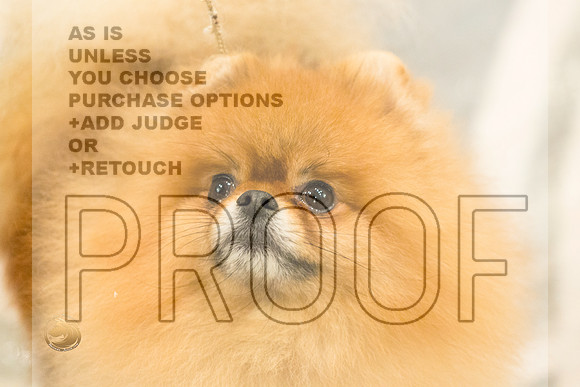 Pomeranian Thurs Juniors_1762-HstnToy21-HR3