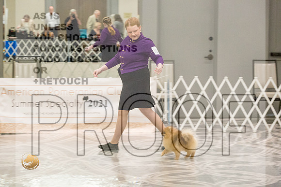 Pomeranian Thurs Juniors_1764-HstnToy21-HR3