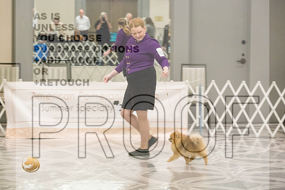 Pomeranian Thurs Juniors_1765-HstnToy21-HR3