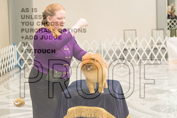 Pomeranian Thurs Juniors_1774-HstnToy21-HR3