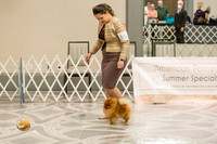 Pomeranian Thurs OpenD Specialty