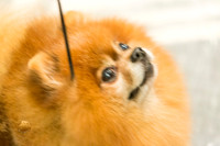 Pomeranian Thurs Vet9to11D Specialty