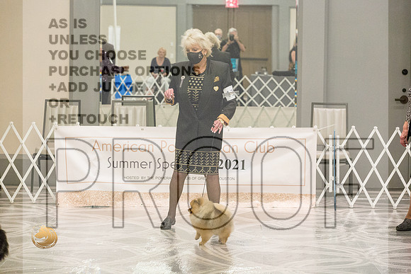 Pomeranian Thurs WD Specialty_2266-HstnToy21-HR3