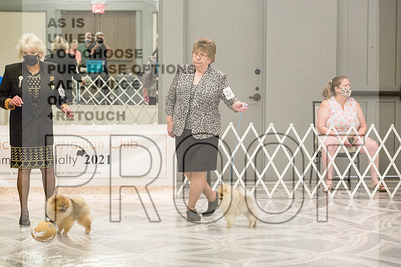 Pomeranian Thurs WD Specialty_2267-HstnToy21-HR3