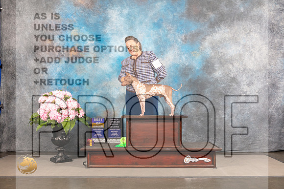 American Hairless Terrier #5 BOB Judge Patty Sosa_MJ_4678_Houston_2022_HR3