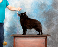 Schipperkee Sybil Nancy Anderson