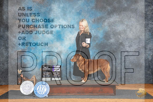 Nova Scotia Duck Tolling Retriever #18 Fri WBCH Judge Robert Stein__JP_6984_MARSHALL_2024_HR3
