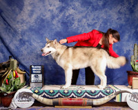 Alaska Malamute Sat G3Match