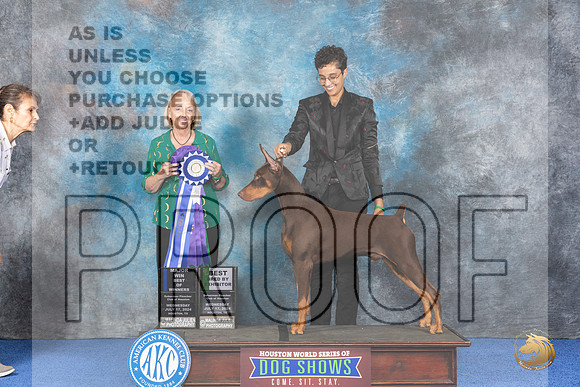 Doberman #11 WED WD BOW BBB M Judge Alisa Brotherhood__JP_6678_Houston_2024_HR3