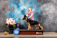 German Shepherd Dog #24 FRI WB Major Judge John Wade