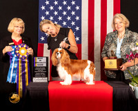 Cavalier King Charles Spaniel #6 Fri1 BISS Judge_Mary_Hanus