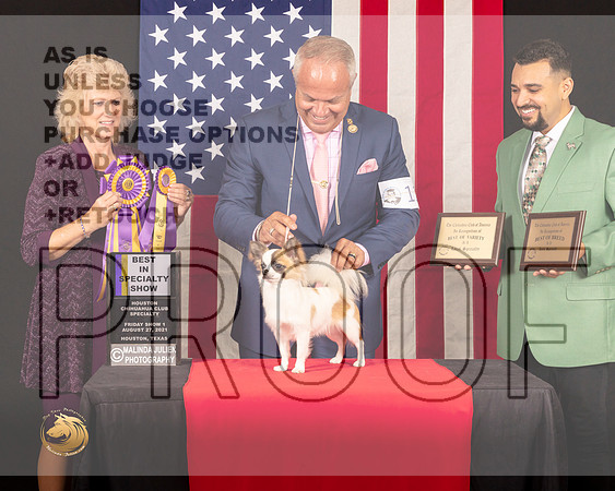 Chihuahua Long Coat #11 Fri1 BISS Judge_Lisa_Graser_0271_HstnToy21-HR3