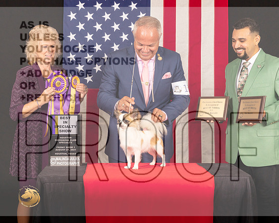 Chihuahua Long Coat #11 Fri1 BISS Judge_Lisa_Graser_0272_HstnToy21-HR3