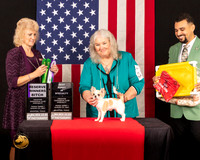 Chihuahua Long Coat #20 Fri1 RWBBPV Judge_Lisa_Graser