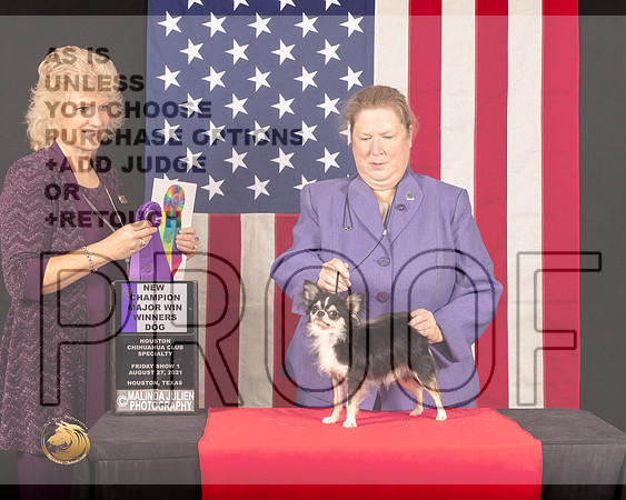Chihuahua Long Coat #21 Fri1 WDNCh Judge_Lisa_Graser_0326_HstnToy21-HR3