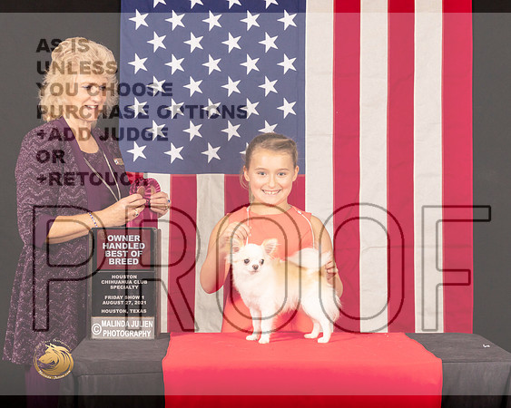 Chihuahua Long Coat #29 Fri1 OHBOB Judge_Lisa_Graser_0318_HstnToy21-HR3