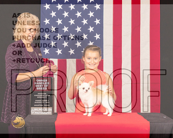 Chihuahua Long Coat #29 Fri1 OHBOB Judge_Lisa_Graser_0319_HstnToy21-HR3