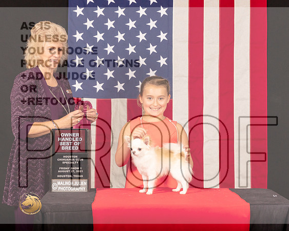 Chihuahua Long Coat #29 Fri1 OHBOB Judge_Lisa_Graser_0323_HstnToy21-HR3
