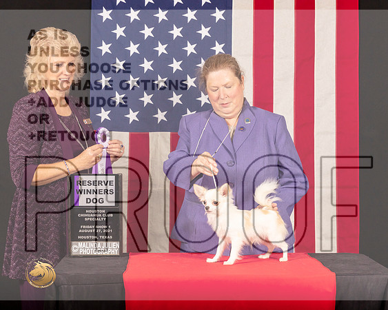Chihuahua Long Coat #31 Fri1 RWD Judge_Lisa_Graser_0313_HstnToy21-HR3
