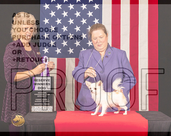 Chihuahua Long Coat #31 Fri1 RWD Judge_Lisa_Graser_0312_HstnToy21-HR3