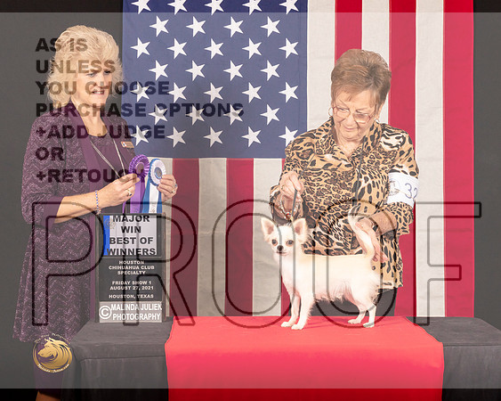 Chihuahua Long Coat #32 Fri1 BOW Judge_Lisa_Graser_0276_HstnToy21-HR3