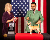 Chihuahua Smooth #8 Fri1 BOSBOB Judge_Lisa_Graser