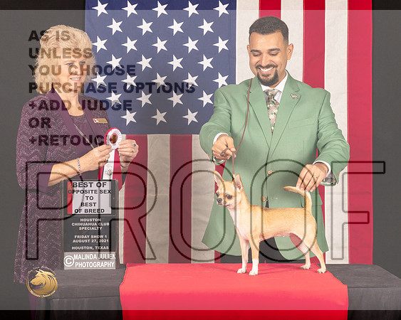 Chihuahua Smooth #8 Fri1 BOSBOB Judge_Lisa_Graser_0286_HstnToy21-HR3
