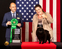 Pomeranian #17 Fri1 BBE Judge_Geno_Sisneros