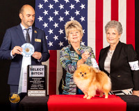 Pomeranian #34 Fri1 SB Judge_Geno_Sisneros