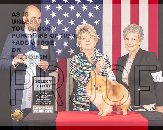 Pomeranian #34 Fri1 SB Judge_Geno_Sisneros_0375_HstnToy21-HR3