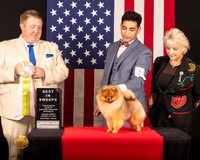 Pomeranian #41 Fri1 BISweeps Judge_Drew_Deaton