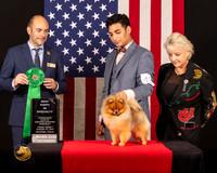 Pomeranian #41 Fri1 BPup Judge_Geno_Sisneros