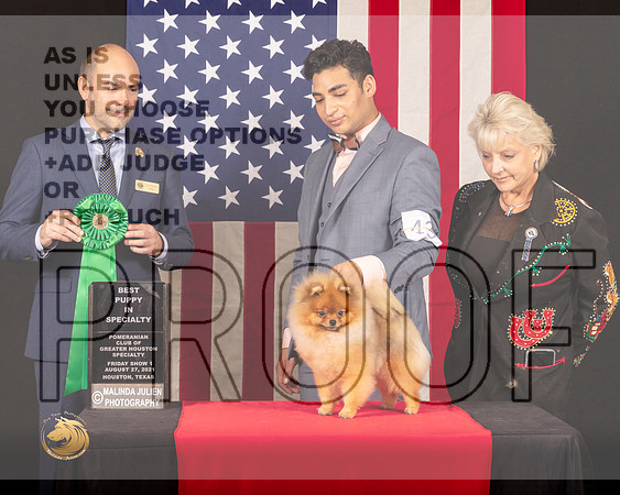 Pomeranian #41 Fri1 BPup Judge_Geno_Sisneros_0370_HstnToy21-HR3