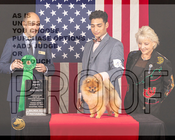 Pomeranian #41 Fri1 BPup Judge_Geno_Sisneros_0372_HstnToy21-HR3