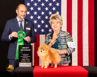 Pomeranian #63 Fri1 BV Judge_Geno_Sisneros