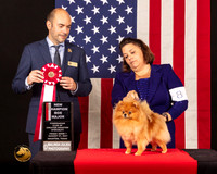 Pomeranian #8 Fri1 BOSNCh Judge_Geno_Sisneros
