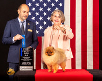 Pomeranian #83 Fri1 6to91st Judge_Geno_Sisneros