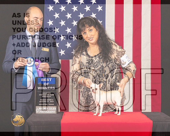 Chihuahua Long Coat #28 Fri2 BOWMaj Judge_Geno_Sisneros_0419_HstnToy21-HR3