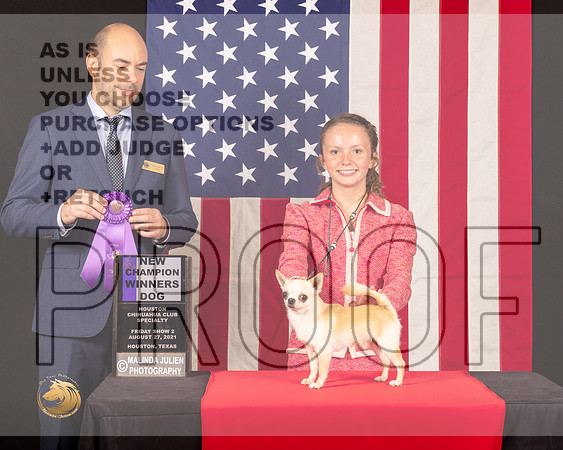 Chihuahua Smooth #23 Fri2 WDNCh Judge_Geno_Sisneros_0424_HstnToy21-HR3