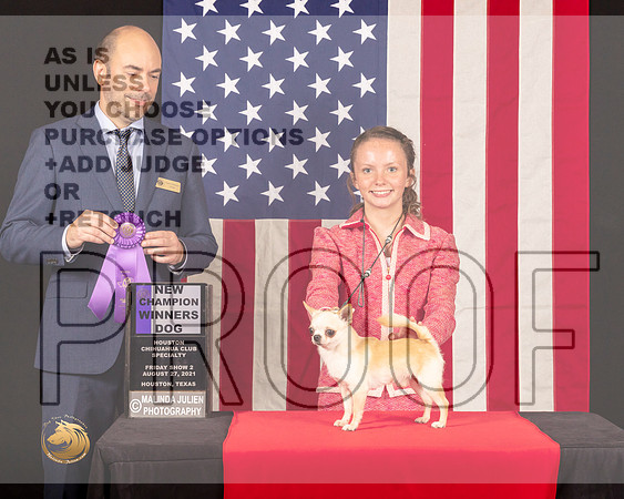 Chihuahua Smooth #23 Fri2 WDNCh Judge_Geno_Sisneros_0427_HstnToy21-HR3