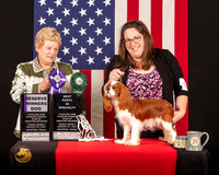 Cavalier King Charles Spaniel #15 Fri2 RWDBPup Judge_Judith_Brown