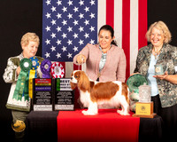 Cavalier King Charles Spaniel #20 Fri2 BOS Judge_Judith_Brown