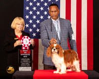 Cavalier King Charles Spaniel #21 Fri1 BOS Judge_Mary_Hanus