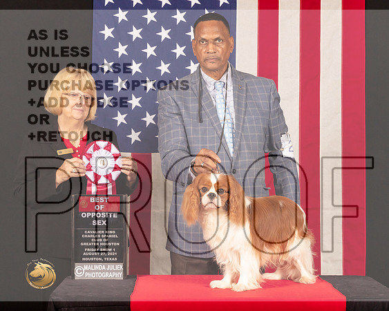 Cavalier King Charles Spaniel #21 Fri1 BOS Judge_Mary_Hanus_0579_HstnToy21-HR3