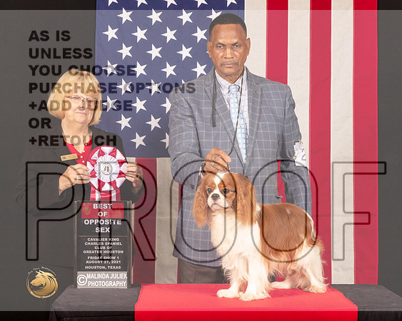 Cavalier King Charles Spaniel #21 Fri1 BOS Judge_Mary_Hanus_0581_HstnToy21-HR3