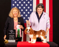 Cavalier King Charles Spaniel #9 Fri2 BPup Judge_Janice_McClary