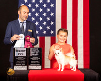 Chihuahua Long Coat #29 Fri2 SDOHBOV Judge_Geno_Sisneros
