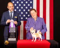Chihuahua Long Coat #30 Fri2 RWB Judge_Geno_Sisneros