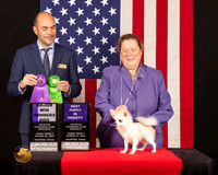 Chihuahua Long Coat #31 Fri2 WDBPup Judge_Geno_Sisneros