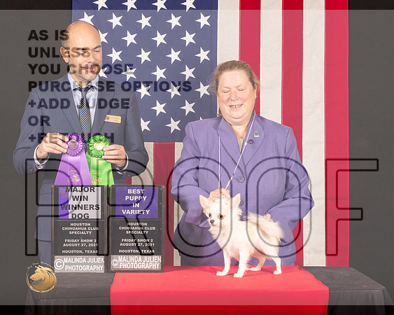 Chihuahua Long Coat #31 Fri2 WDBPup Judge_Geno_Sisneros_0539_HstnToy21-HR3
